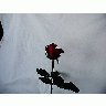 Photo Rose 70 Flower