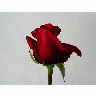 Photo Rose 79 Flower