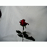 Photo Rose 80 Flower