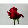 Photo Rose 83 Flower