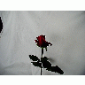 Photo Rose 86 Flower