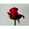 Photo Rose 87 Flower