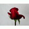Photo Rose 89 Flower