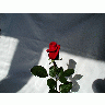 Photo Rose 9 Flower title=