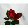 Photo Rose 94 Flower