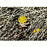 Photo Coltsfoot 2 Flower title=