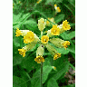 Photo Cowslip Flower