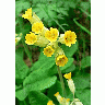 Photo Cowslip 2 Flower