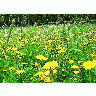 Photo Dandelion Field Flower
