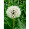 Photo Dandelion Seed Flower
