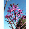 Photo Fireweed Flower title=