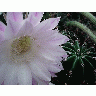 Photo Flowering Cactus Flower