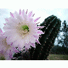 Photo Flowering Cactus 2 Flower