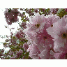 Photo Flowering Tree 3 Flower