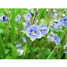 Photo Germander Speedwell Flower title=