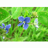 Photo Germander Speedwell 2 Flower title=