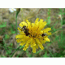 Photo Insects On Yellow Flower Flower title=