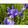 Photo Iris Blue Flower