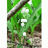 Photo Lily Of The Valley Flower title=