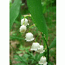 Photo Lily Of The Valley 2 Flower title=