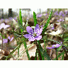 Photo Liverleaf Flower title=
