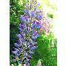 Photo Lupine Blue 2 Flower title=