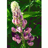 Photo Lupine Pink Flower