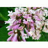 Photo Lupine Pink 2 Flower