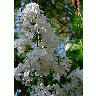 Photo Lupine White Flower title=