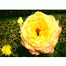 Photo Peer Gynt Roses Yellow Flower