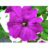 Photo Purple And White Flower Flower