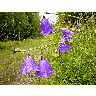 Photo Purple Bells Flower title=