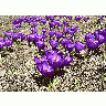 Photo Purple Crocus Flower
