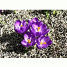 Photo Purple Crocus 2 Flower