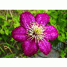 Photo Purple Flower Flower