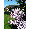 Photo Purple Lilac Flower