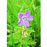 Photo Purple Wild Flower Flower