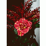 Photo Red Bouquet Flower