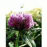 Photo Red Clover Flower title=
