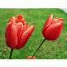 Photo Red Tulips Flower title=