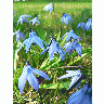 Photo Siberian Squill Flower title=