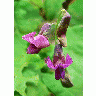Photo Spring Vetchling Flower