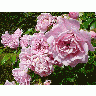 Photo The Queen Of Sweden Roses Pink Flower title=