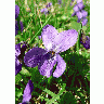 Photo Violet Flower