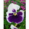 Photo White And Purple Flower Flower