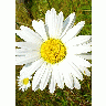 Photo White Daisy Flower