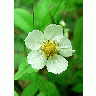 Photo Wild Strawberry Flower Flower title=