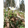 Photo Wood Anemone Flower title=