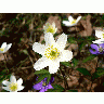Photo Wood Anemone 2 Flower