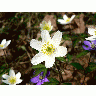 Photo Wood Anemone 2 Flower title=